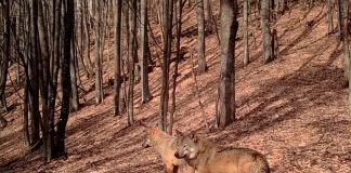 VIDEO Doi lupi … frumoși, în Munții Vrancei