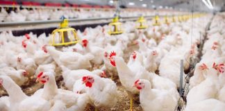 Gripa aviară din Mureș suspendă comerțul cu păsări vii în târguri și oboare