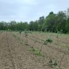 plantare impadurire