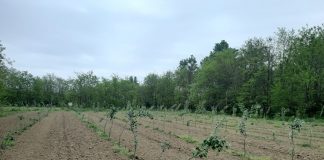 Direcția Silvică Vrancea a încheiat campania de împădurire de primăvară