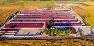 Profitul danezilor de la Premium Porc, afectat puternic de pesta porcină africană