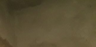 Pui de urs, lovit de o mașină, îngrijit la Centrul pentru Reabilitarea Animalelor Sălbatice