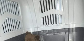 Pui de urs, găsit într-o magazie la Câmpuri