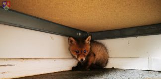 FOTO Vulpiță găsită într-o gură de canal, la Petrești