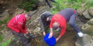 VIDEO-FOTO O nouă acțiune de repopulare a apelor de munte cu puiet de păstrăv