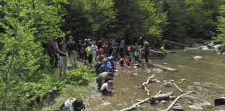 FOTO Repopularea cu păstrăv a cursurilor de apă de munte, o prioritate