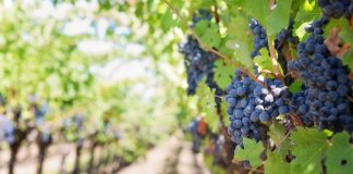 Măsuri de sprijin pentru producătorii din sectorul viti-vinicol