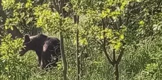 Situație disperată la Vintileasca. Urșii dau târcoale satelor în fiecare zi