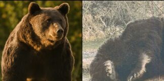 Oficial: Parchetul Tg. Secuiesc a deschis dosar penal pentru braconaj și uz de armă fără drept, în cazul ursului împușcat la Ojdula