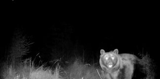 VIDEO Acesta este ursul Arthur? Imagini cu urs matur, filmate în apropierea fondului de vânătoare Ojdula