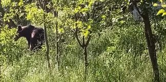 FOTO Ursoaică, în căutare de mâncare, într-o grădină din Soveja