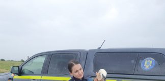 FOTO O lebădă care nu mai putea zbura a fost preluată de polițiștii de la Protecția Animalelor și dusă la ACDB