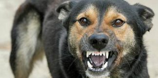 Reghiu: bărbat mușcat de câinii scăpați dintr-o curte din sat