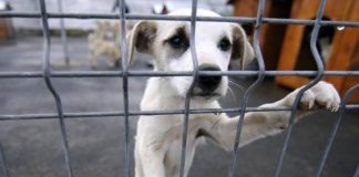 Cine vrea un cățeluș? Târg de adopție câini, în weekend, la padocul de la Golești