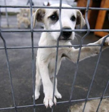 Târg de adopție, în weekend, la padocul municipiului Focșani