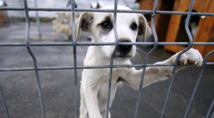 Târg de adopție, în weekend, la padocul municipiului Focșani