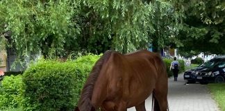 FOTO Un cal a ieșit la plimbare prin Focșani