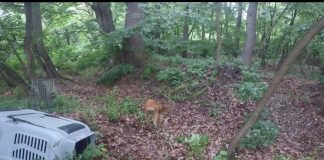 VIDEO Doi căpriori s-au întors în mediul natural, după ce au fost îngrijiți la centrul ACDB