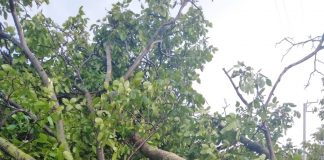 FOTO Furtuna a doborât un copac peste o casă din Bolotești, 3 gospodării inundate la Andreiașu de Jos