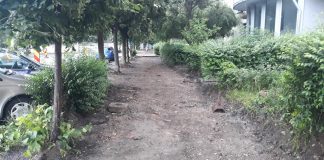Șeful Gărzii de Mediu anunță sancțiuni pentru cei care au mutilat copacii de pe Strada Bucegi din Focșani