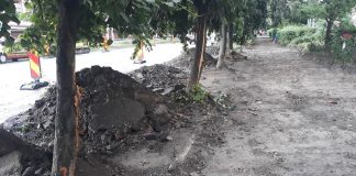 FOTO Copaci mutilați pe Strada Bucegi din Focșani