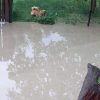 inundatii 1