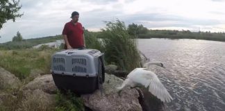 VIDEO Lebăda găsită extenuată lângă centura Focșaniului și îngrijită la centrul de la Petrești, eliberată în natură