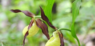 FOTO Papucul Doamnei, o orhidee sălbatică pe care o întâlnim în Munții Vrancei