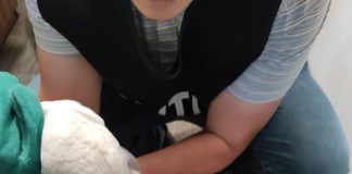 Pescăruş salvat de poliţişti în Bacău, adus la Centrul de la Petrești pentru îngrijire