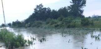 Pompierii au salvat 5 porci dintr-o gospodărie inundată din Biliești