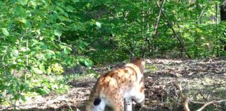 Proiectul Life Lynx, un succes. Opt râși din România au ajuns în Slovenia și Croația