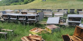 FOTO Urșii au distrus zeci de stupi de albine în Broșteni