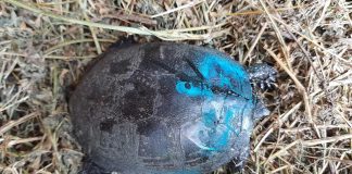 Miracolul vieții: o țestoasă rănită a depus ouăle în mașina care o ducea la centrul de la Petrești