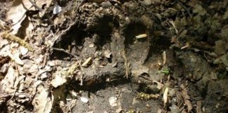 FOTO Ursul a ajuns și la Bălești