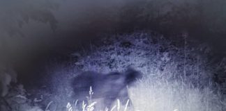 FOTO Ursul a trecut Siretul și a ajuns și în pădurile din nord-estul județului