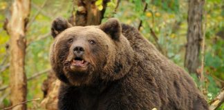 Ministrul Mediului: ”lucrăm la un proiect pentru ca urșii agresivi, care atacă pe teritoriul localităților, să poată fi tranchilizați și relocați sau împușcați.”