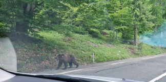 VIDEO-FOTO Polițiștii au alungat urșii la Vintileasca și la Tulnici