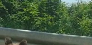 VIDEO Ursul ”supraveghează” traficul între Greșu și Ojdula