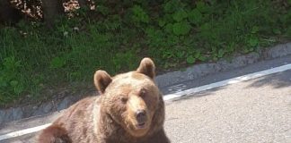 VIDEO Moș Martin, toropit de căldură pe asfalt