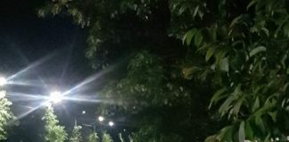 FOTO După Valea Câmpului, un urs a fost văzut joi seară și prin Varnița