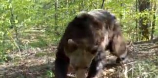 VIDEO Ursul, regele pădurilor din Vrancea