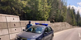 Recomandările jandarmilor montani pentru a evita atacul ursului brun carpatin prezent în zona de munte din Vrancea