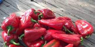 MADR: Precizări privind formele de sprijin pentru legumicultori în anul 2021