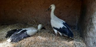 Doi pui de barză, salvați la centrul ACDB după ce cuibul lor a fost distrus de furtună