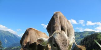 APIA așteaptă cereri din partea crescătorilor de bovine pentru acordarea ajutorului de stat