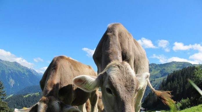 Comisia Europeană a autorizat acordarea sprijinului de 68 de euro pe cap de animal pentru crescătorii români de bovine
