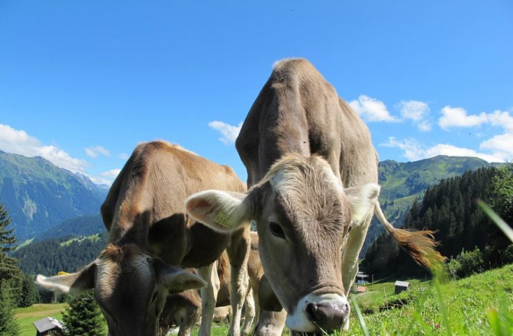 Comisia Europeană a autorizat acordarea sprijinului de 68 de euro pe cap de animal pentru crescătorii români de bovine