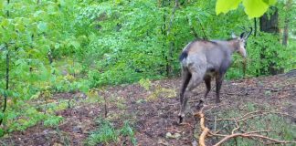 VIDEO Capra neagră, filmată în mediul său natural din Munții Vrancei