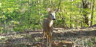 VIDEO Căprior surprins de camera de supraveghere în Parcul Natural Putna