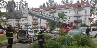 VIDEO O creangă s-a rupt și a căzut pe o mașină, în Cartierul ANL din Focșani